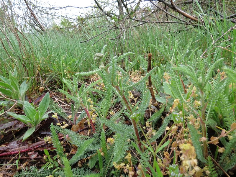 2012-04-29-Plantes sauvages comestibles